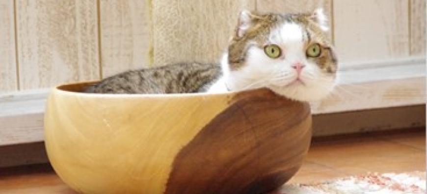 猫カフェれおん横浜店 石川町 猫カフェ 動物カフェ 横浜ドッグカフェ 猫カフェ特集